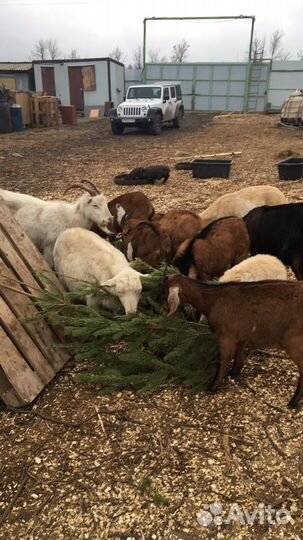 Вывезу елки