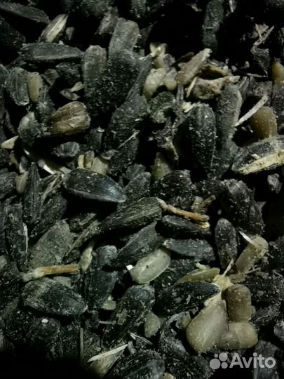 Подсолнечник