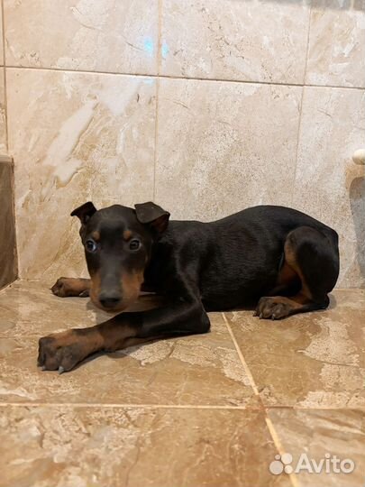 Доберман щенок