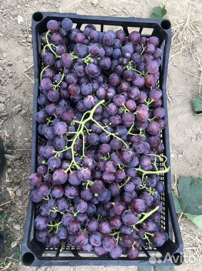 Виноград