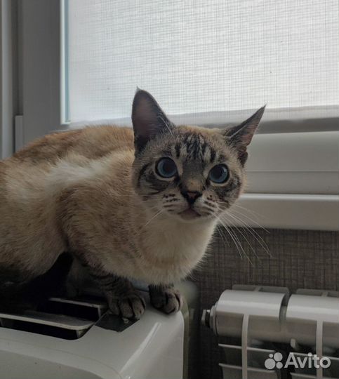 Кошки в добрые руки