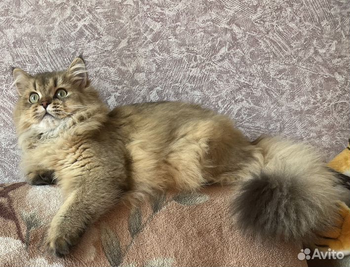 Шотландский котёнок