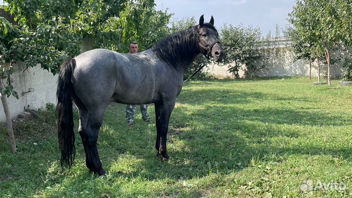 Продам лошадь