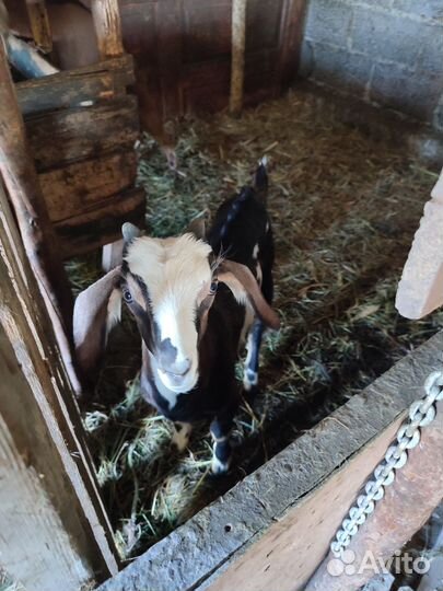 Козлята чешские нубийские