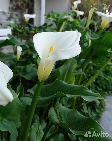 Калла корни растения