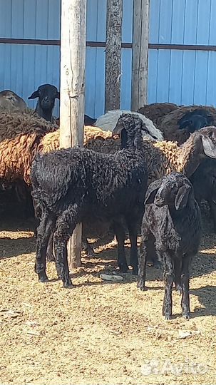 Овцы и бараны