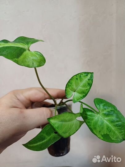 Сингониумы