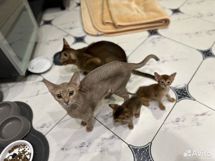 Абиссинский котенок