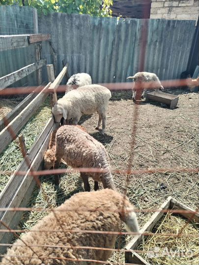 Овцы бараны