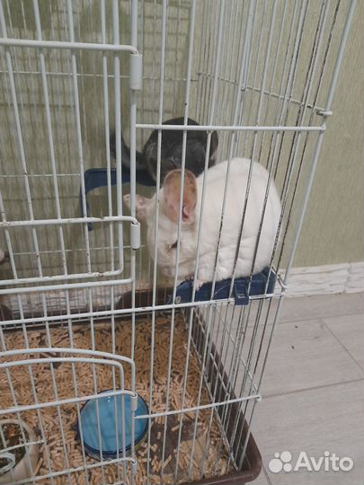 Продам шиншилл с клеткой