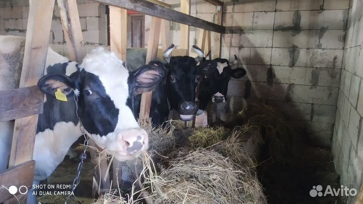 Коровье и козье молоко. Сыр, творог, сметана, масл