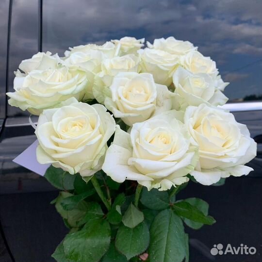 Розы 25, 51, 101 Эквадор заказ доставка