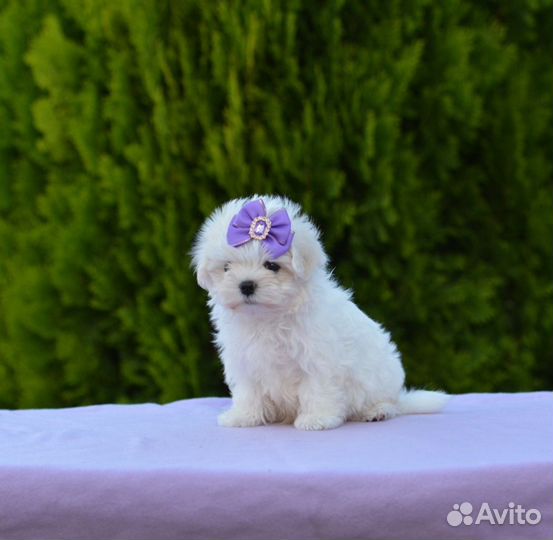 Мальчик Мальтезе