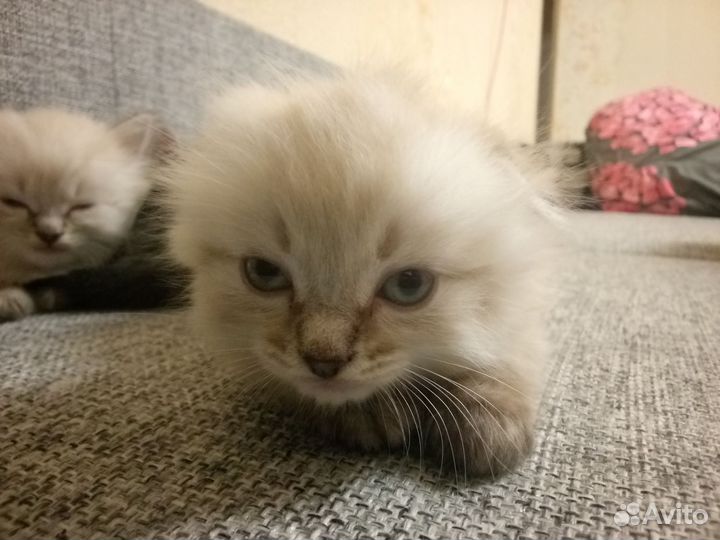 Шотландская вислоухая кошка,котята