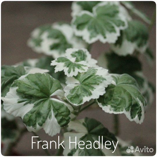 Пеларгонии - розебуды, зонартики, тюльпанки