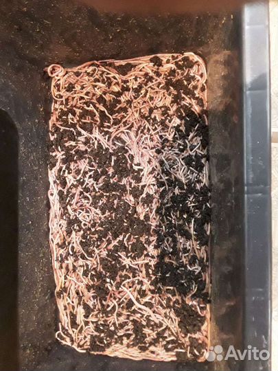 Черви для рыбалки дендробена