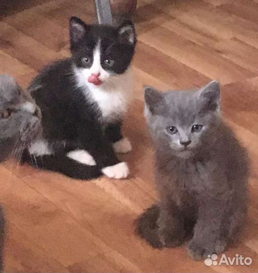 Котята от шотландской кошки, в добрые руки