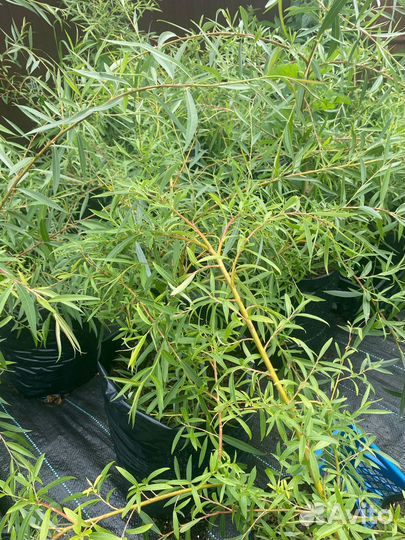 Ива Плакучая саженцы