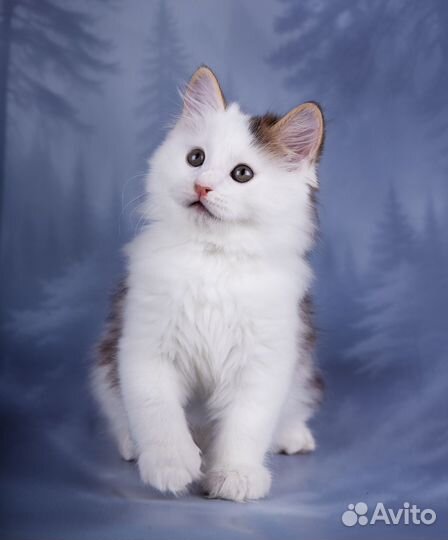 Котик курильский бобтейл