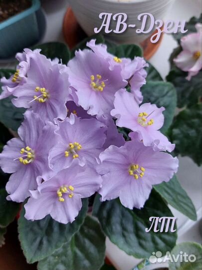 Сортовая фиалка детки и стартеры