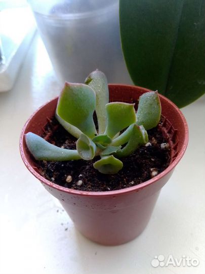 Эхиверия Трампет пинки, Суккуленты