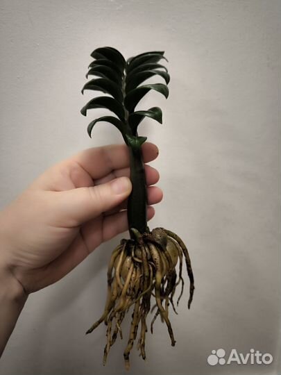 Замиокулькас зензи