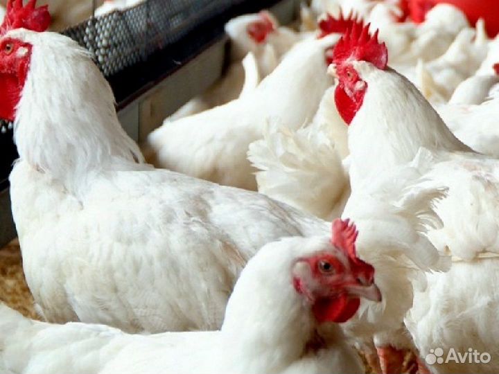 Куры несушки