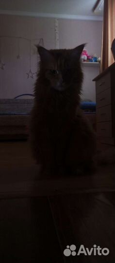 Кот мейн кун