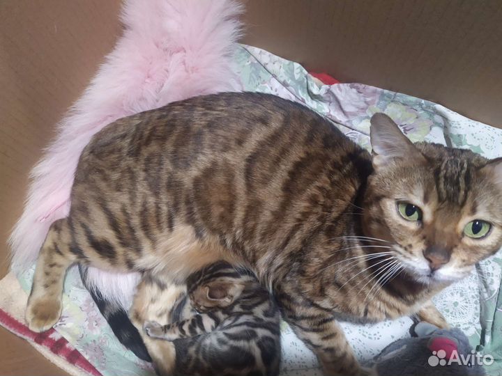Бенгальская кошка