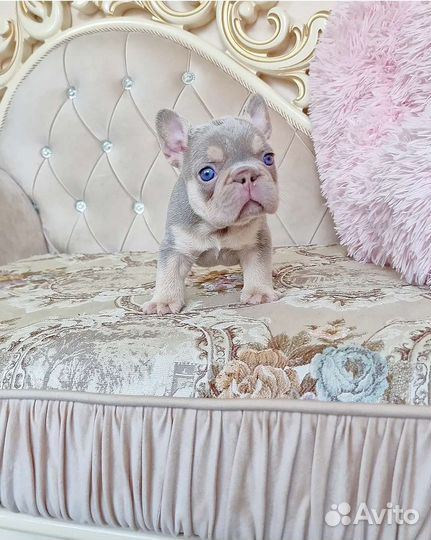 Шикарный мальчик isabella NEW shade