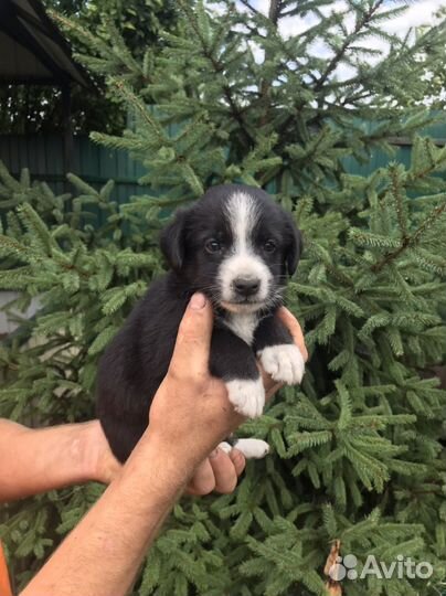 Очаровательные девочки ищут заботливых хозяев