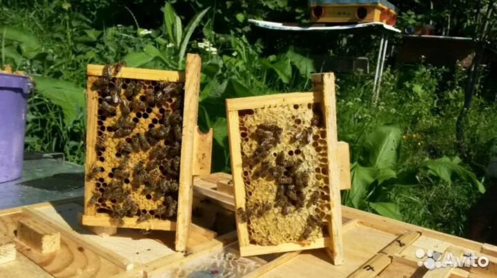 Плодные матки