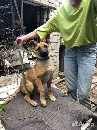 Овчаристый охранный щенок (стерилизованный) 4 мес