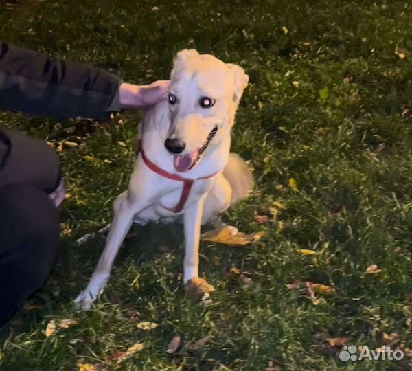 Собака классная спасите в добрые руки