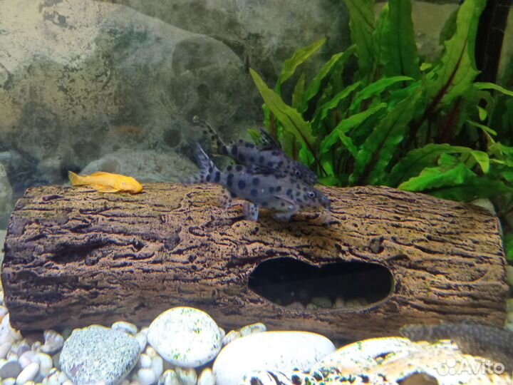 Сом кукушка