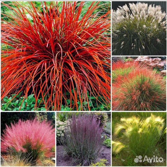 Семена декоративных трав и злаков