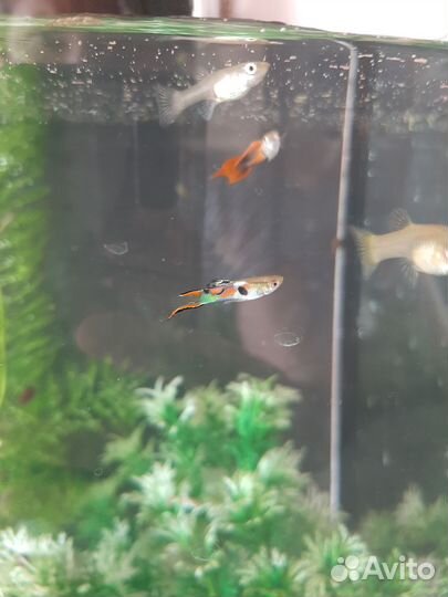 Рыбки гуппи