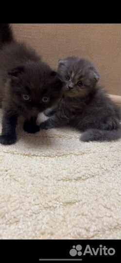 Отдам котенка мальчика