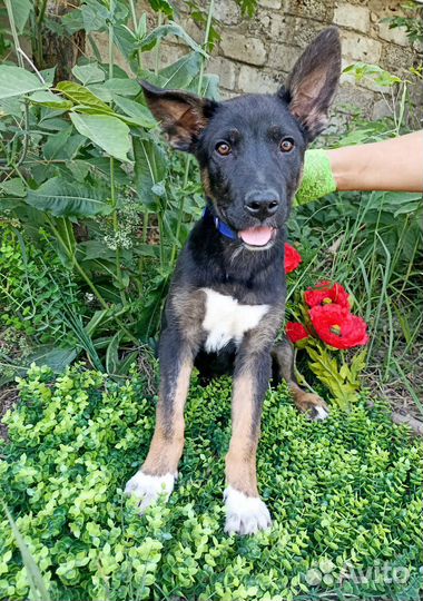 Щенок в добрые руки