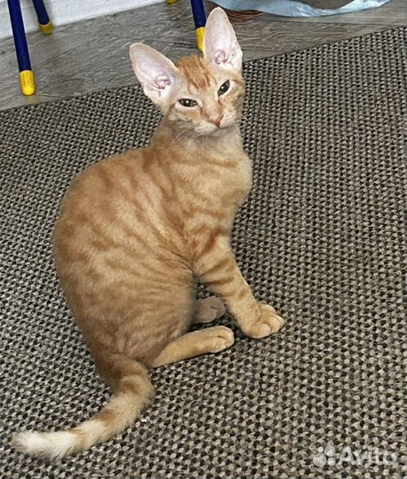 Котята сфинкс браш бесплатно