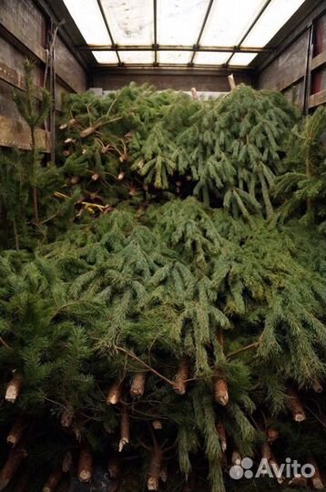 Сосна новогодняя живая