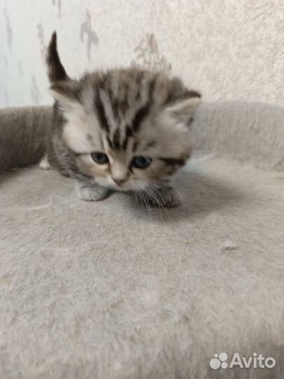 Шотландские котята
