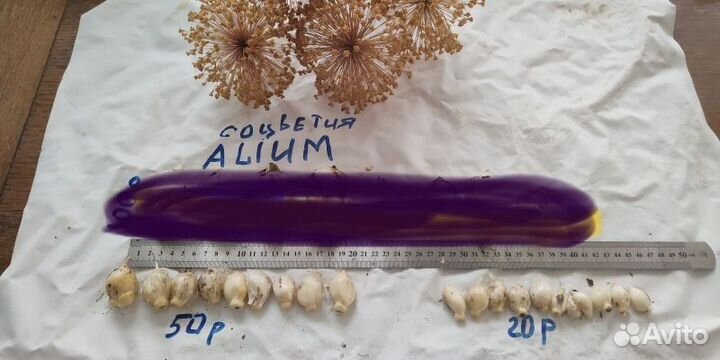 Аллиум луковицы