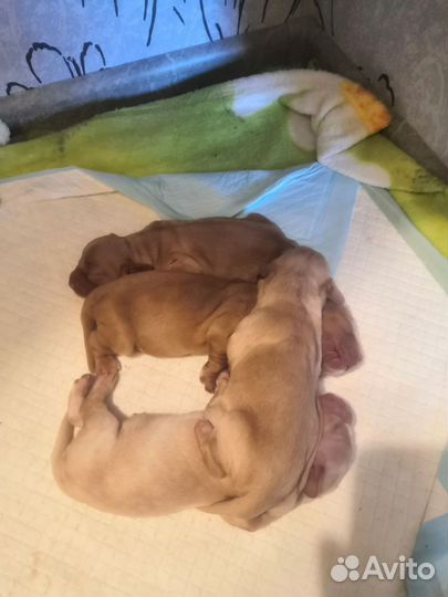 Английский кокер спаниель