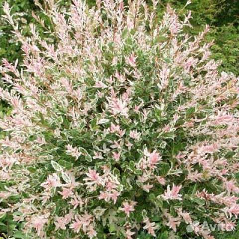 Уличные растения