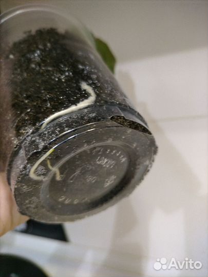 Фикус лирата Бамбино(укорененный черенок)