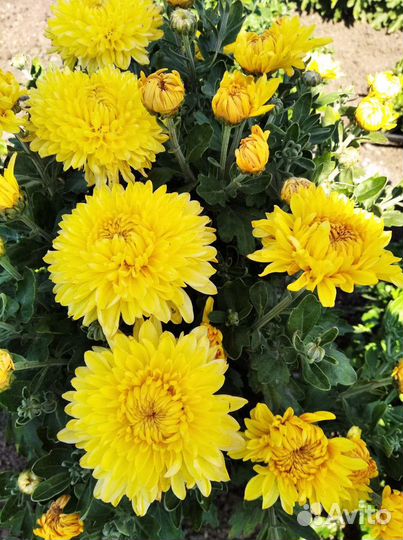 Хризантема шаровидная