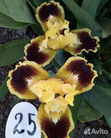 Ирисы карликовые