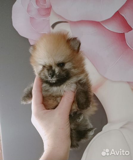 Померанский шпиц микро