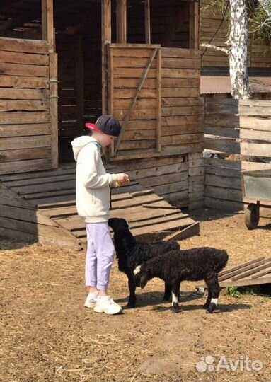 Стадо баранов